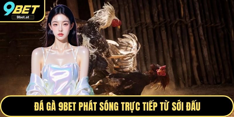 Đá gà 9BET phát sóng trực tiếp từ sới đấu